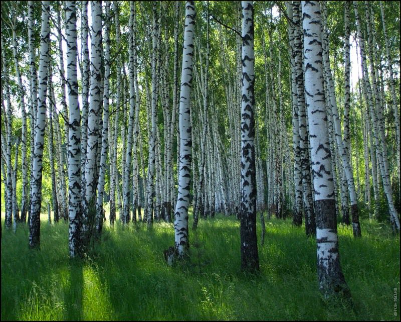 Береза одно из самых распространенных и любимых