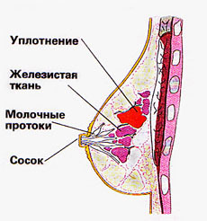Груди и соски Груди и соски