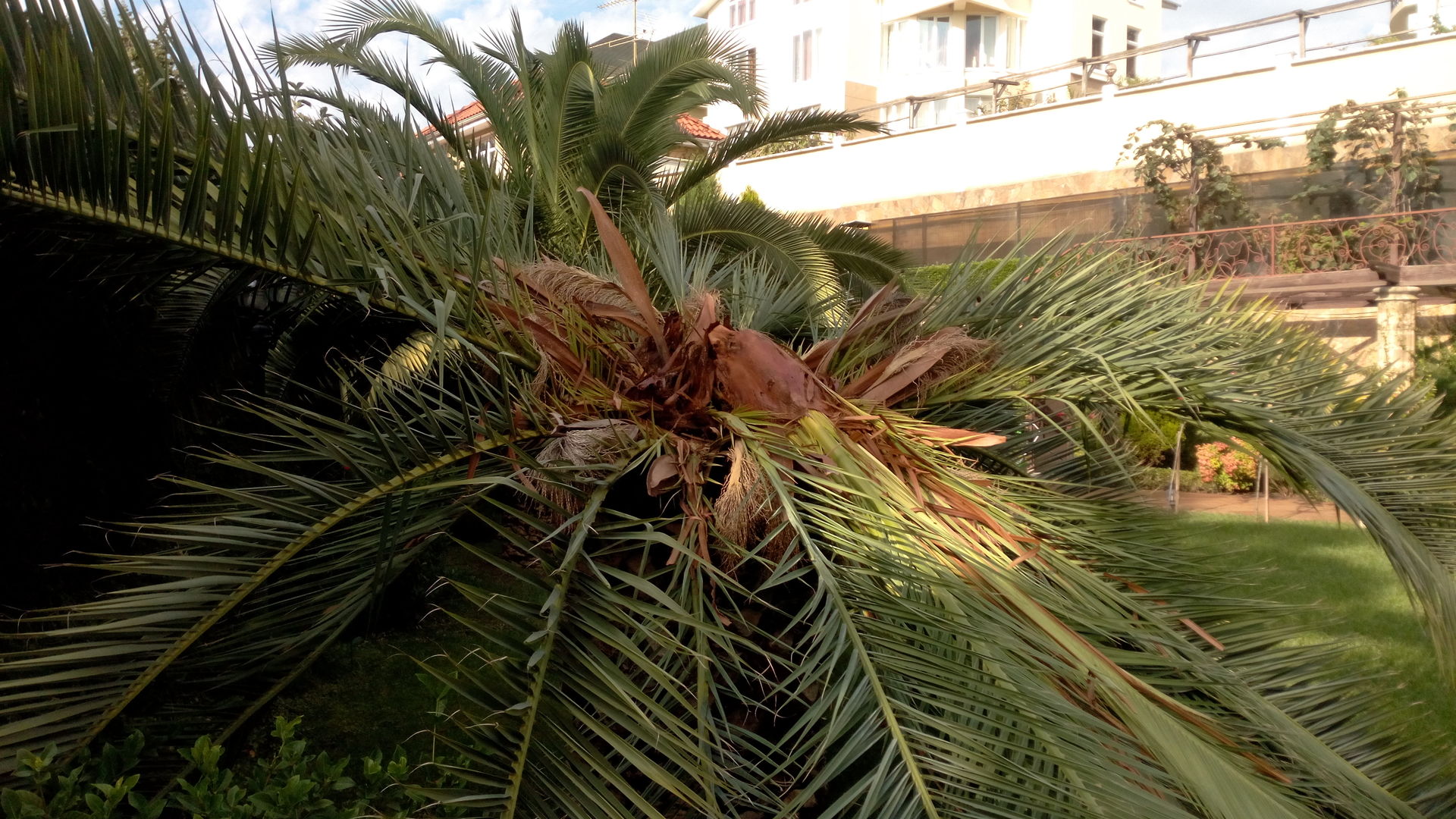 пальмы в москве на старых