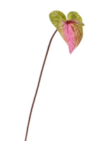 Антуриум зелёно-розовый (цветок 11х14 см) в-53 см 12/96 30.11170006PKG Treez