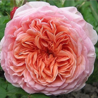 Роза Абрахам дерби "Abraham Darby"