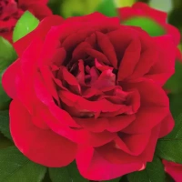 Роза крупноцветковая Каравелла ø8.5 h70 см Без бренда None